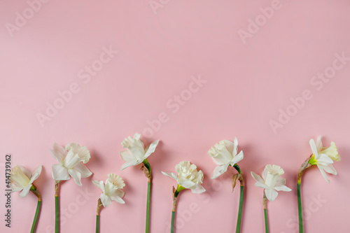 Fototapeta Naklejka Na Ścianę i Meble -  Bouquet of white-yellow daffodils isolated on pink background. Tender minimalistic spring flowers composition. Top view, copy space for text, flat lay, close up.