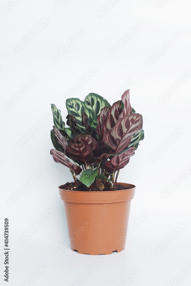 Plant in pot Plant in pot