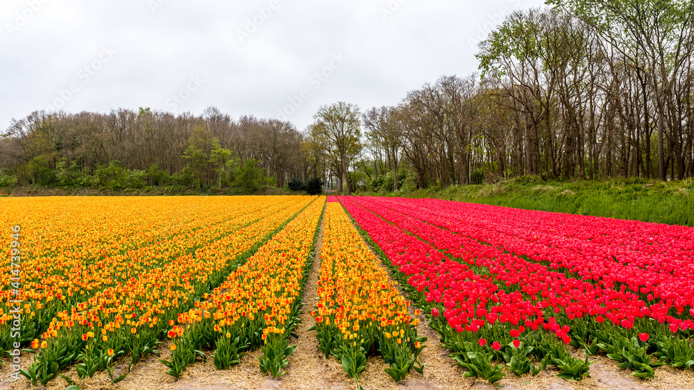 Field of yellow and red flowers. Holland tulips in spring. Amsterdam, Netherlands.