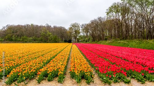 Field of yellow and red flowers. Holland tulips in spring. Amsterdam  Netherlands.