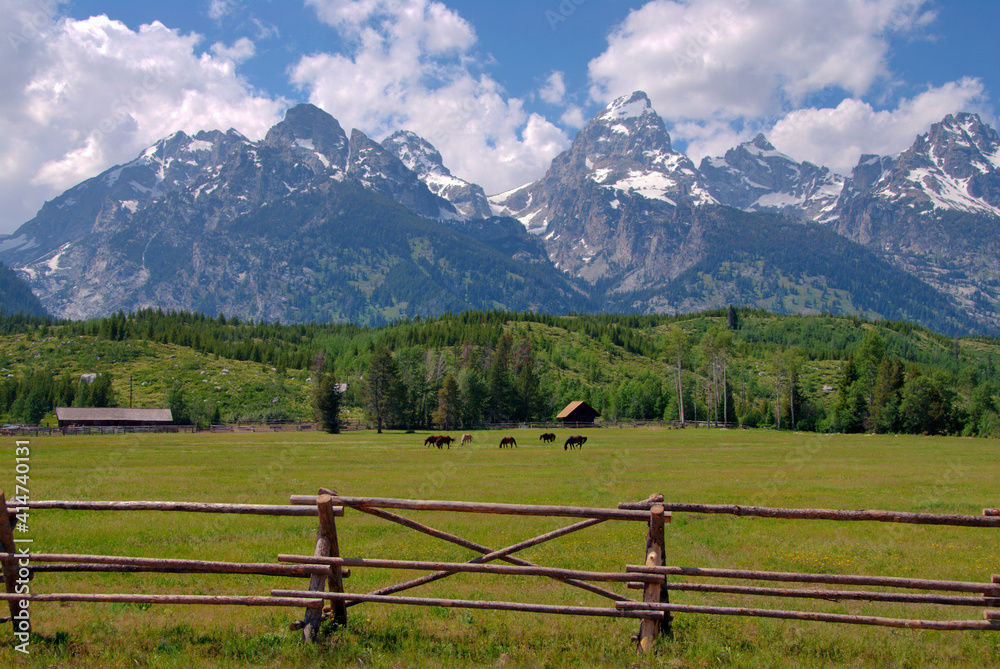 Horses grazing in a fenced pasture in Grand Teton National Park, Wyoming, USA