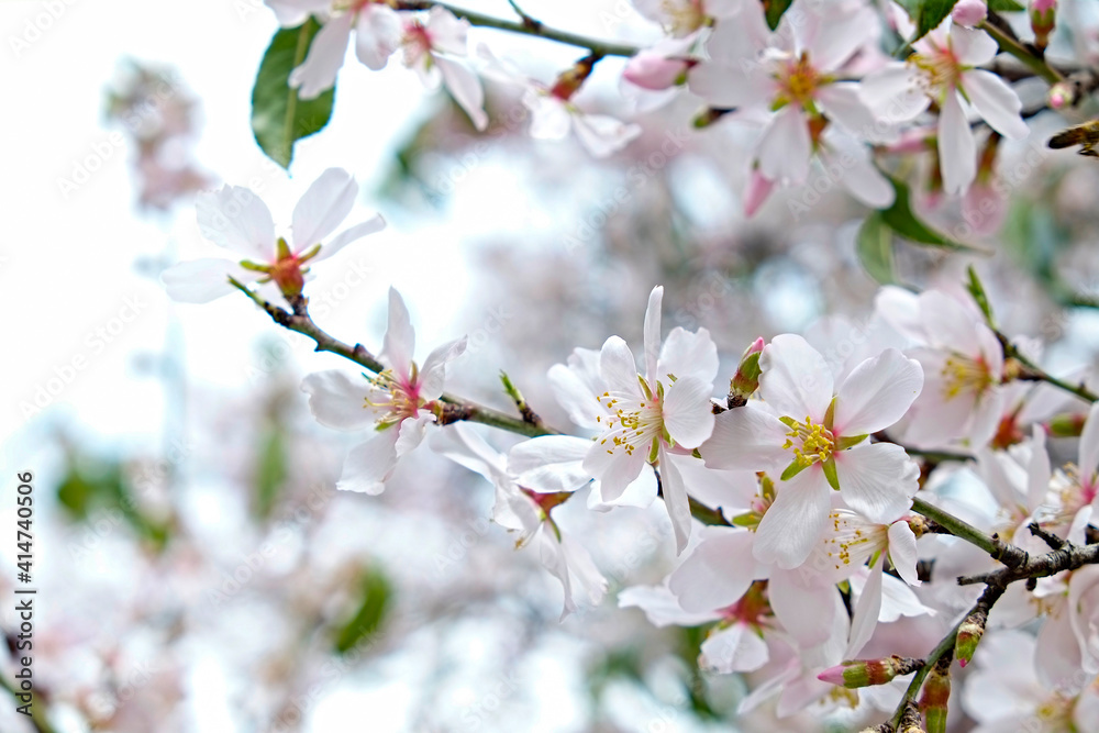 Macro shot of beautiful almond tree blossoms in spring time over clear blue sky background. Branches full of tender pink flowerings, dense flower clusters. Background, close up, copy space, crop shot. Macro shot of beautiful almond tree blossoms in spring time over clear blue sky background. Branches full of tender pink flowerings, dense flower clusters. Background, close up, copy space, crop shot.