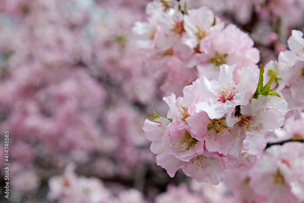 Macro shot of beautiful almond tree blossoms in spring time over clear blue sky background. Branches full of tender pink flowerings, dense flower clusters. Background, close up, copy space, crop shot.