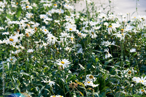 White beautiful daisies on a field in green grass in summer. Oxeye daisy, Leucanthemum vulgare, Daisies, Dox-eye, Common daisy, Dog daisy, Moon daisy. Gardening concept photo
