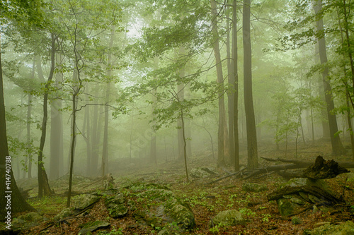 Springtime Catoctin Mountain Park, Maryland photo