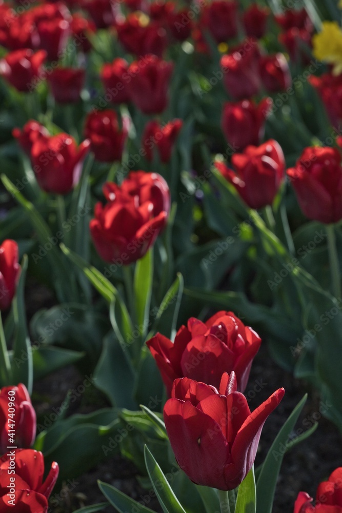 Beet mit roten Tulpen im Gegenlicht Beet mit roten Tulpen im Gegenlicht