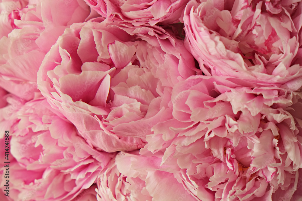 Macro shot of beautiful pink peony blossoms. Festive background with petal patterns of fully open flower buds. Copy space, close up, top view, backdrop, cropped image.