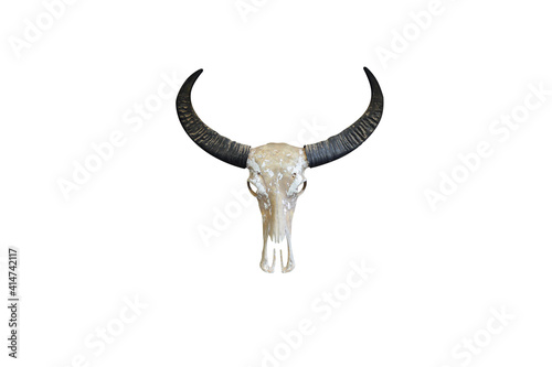 A skull with a horn of an animal on a white background