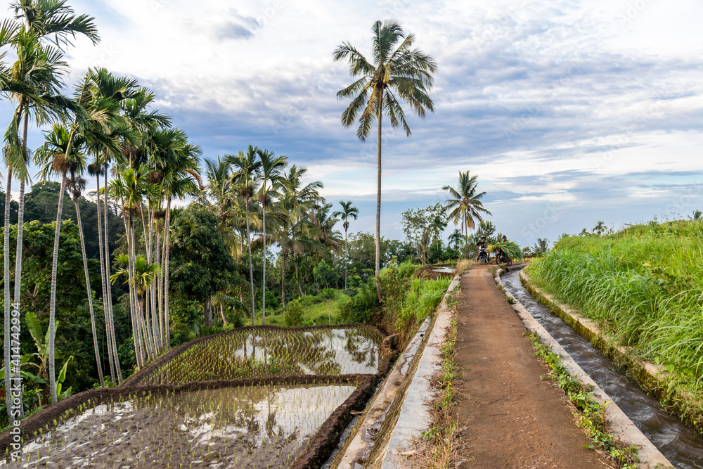 Rizières à Lombok, Indonésie