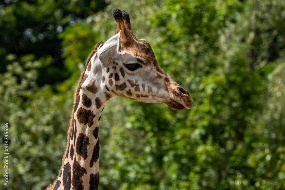 beautiful headshot of a giraffe in front of a green background beautiful headshot of a giraffe in front of a green background