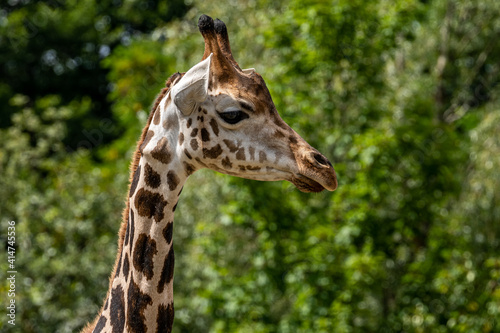 beautiful headshot of a giraffe in front of a green background