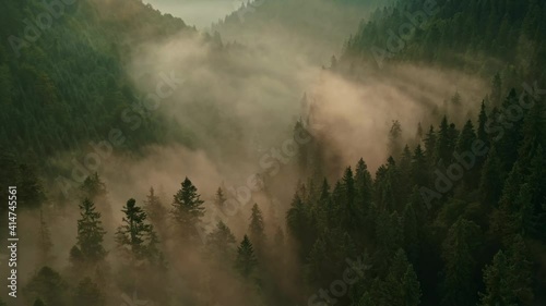 Aerial view of sunrise in the misty forest. Foggy golden sunset in mountains. Flying over green trees valley. Morning mist, country fields, sun rising above the horizon. Scenic nature landscape. photo