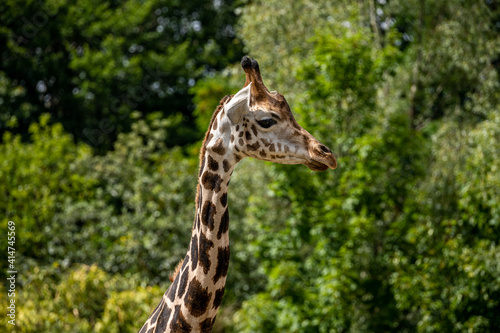 beautiful headshot of a giraffe in front of a green background