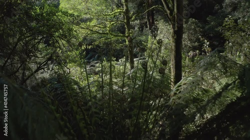 Forest vegetaion background. Motion through woods in Australia photo