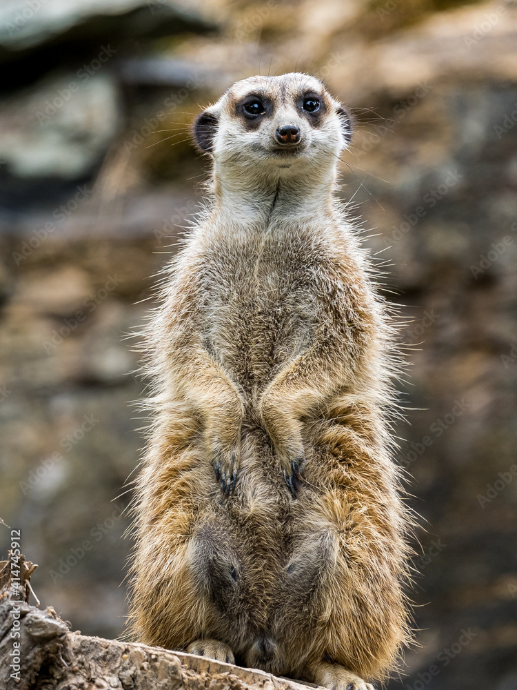 Fototapeta premium meerkat watching out for predators on a tree stump in a zoo
