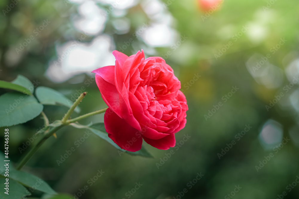 pink rose in garden pink rose in garden