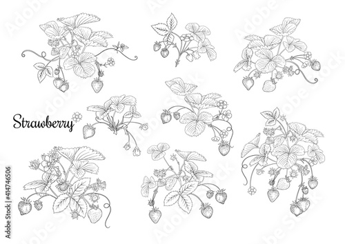 Strawberry branch with red berries. Clip art, set of elements for design Outline vector illustration. Isolated on white background.