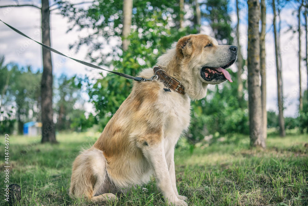 Big kind beautiful Central Asian shepherd dog on a leash in the forest.