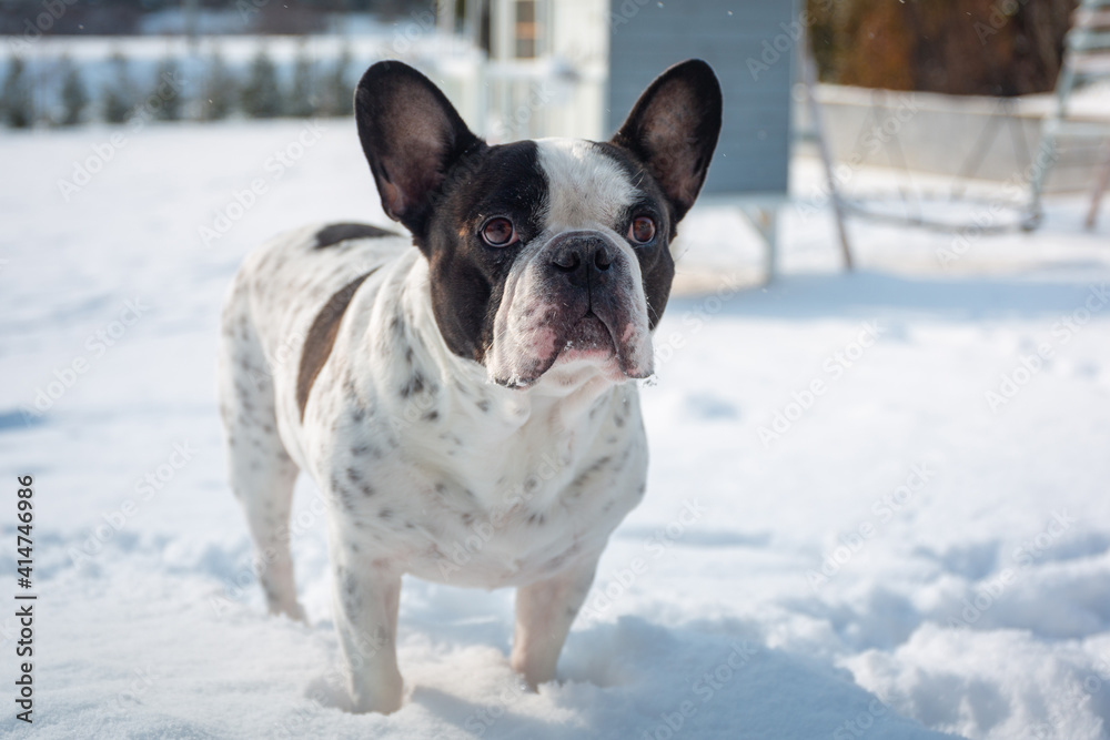 French bulldog in snowy garden at winter. French bulldog in snowy garden at winter.
