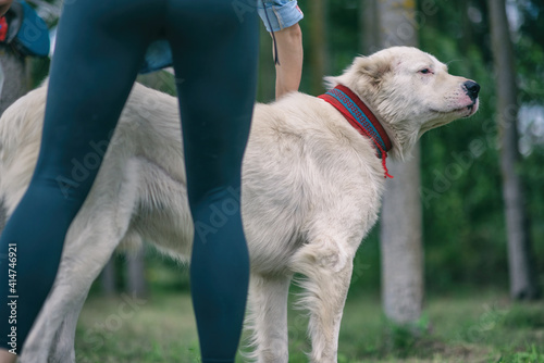 Big kind beautiful Central Asian shepherd dog on a leash in the forest.