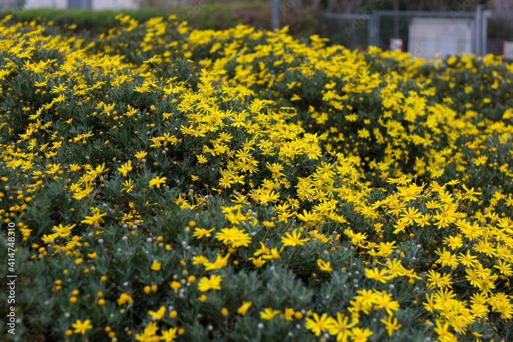 Obraz premium Daisies with yellow petals
