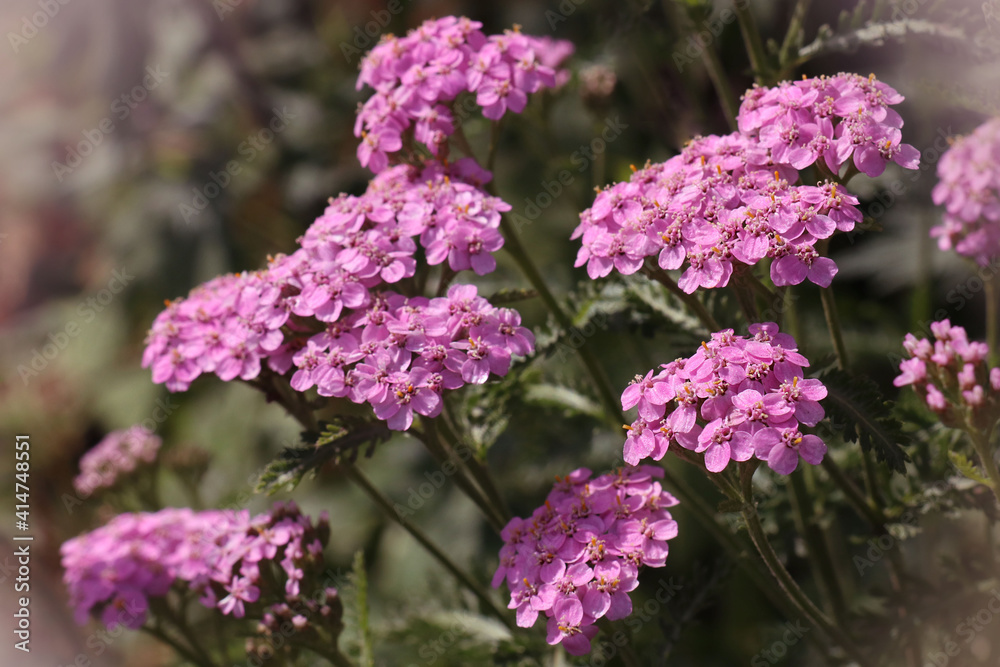 Close up lilac yarrow ordinary as floriculture collection Close up lilac yarrow ordinary as floriculture collection