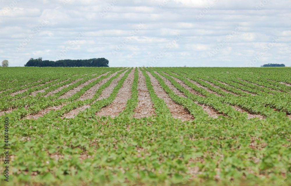 field of soy field of soy