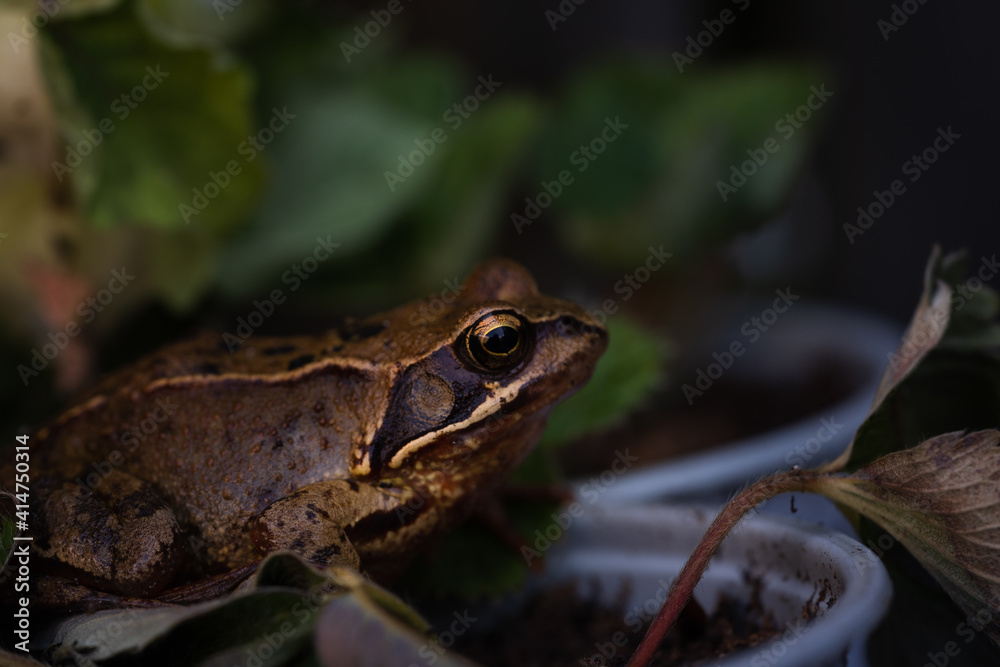 Obraz premium frog in the grass
