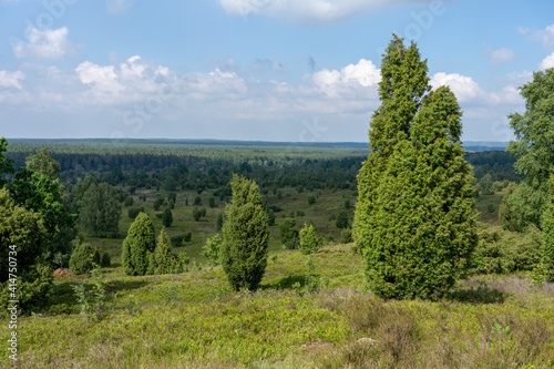 beautiful hillside landscape in the nature preservation area of the lueneburger heide photo