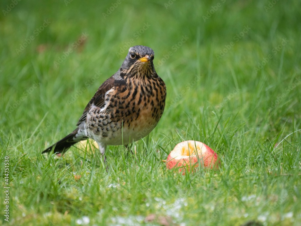 Fieldfare, Turdus pilaris