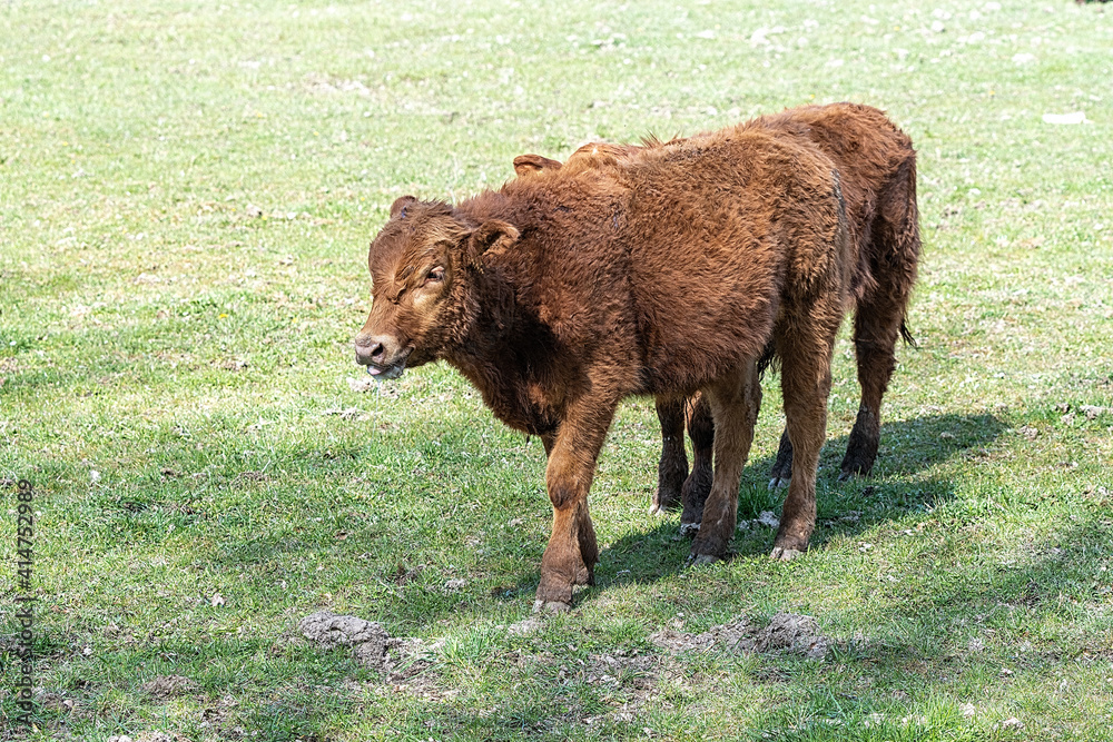 Fototapeta premium zwei junge Rinder auf der Wiese laufend