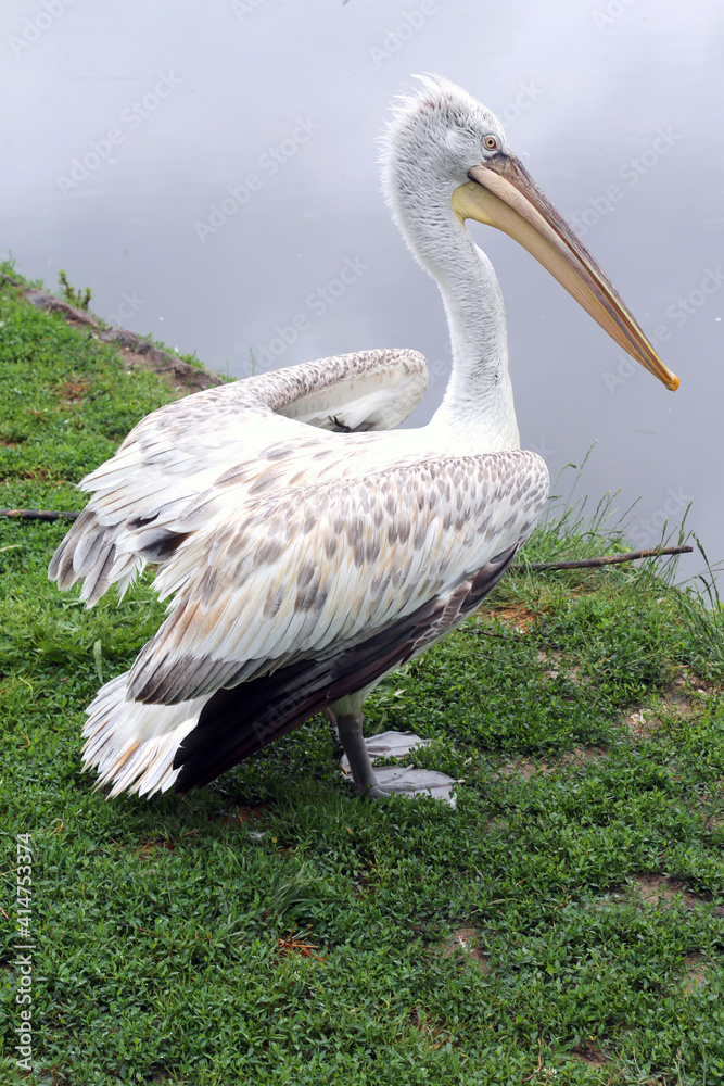 Fototapeta premium Pelican bird posing at shore in autumn weather