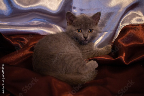 grey Burmese kitten photo