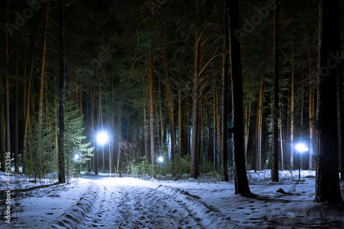 A fabulous winter forest illuminated by a garland of lanterns. Tall pine trees in the winter forest at night. Road through the winter park at night. Green pine trees in white snow at night.