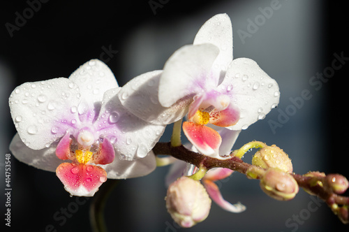 Orchid - Phalaenopsis