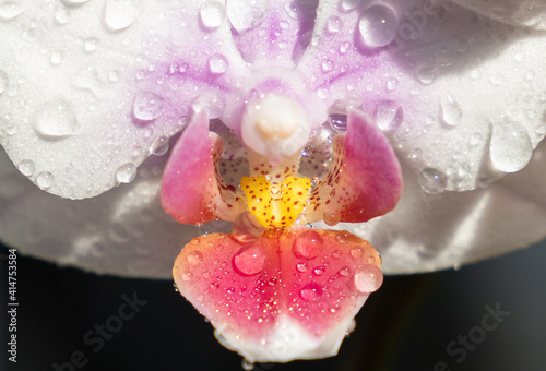 Photos Orchid - Phalaenopsis
