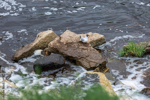 Top view of a seagull sitting on stones near the river bank © Ann