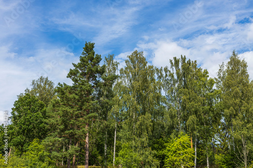 Gorgeous natural background showing green tree tops on blue sky. Sweden.