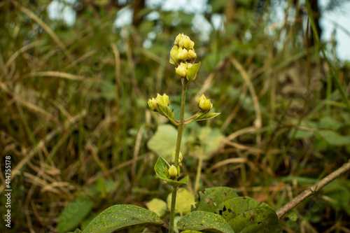 Sandwort, thyme-leaf sandwort or Arenaria serpyllifolia photo