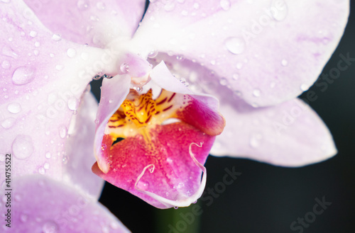 Orchid - Phalaenopsis