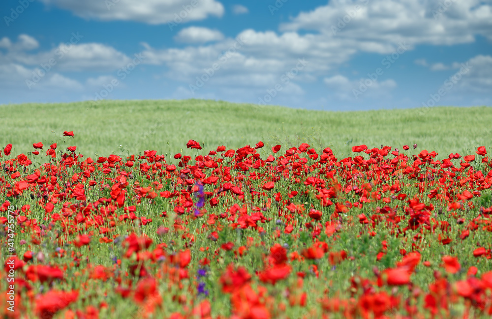 red poppies meadow in springtime landscape