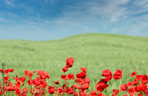 red poppies and blue sky with clouds in springtime landscape