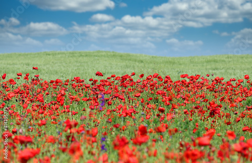 red poppies meadow in springtime landscape