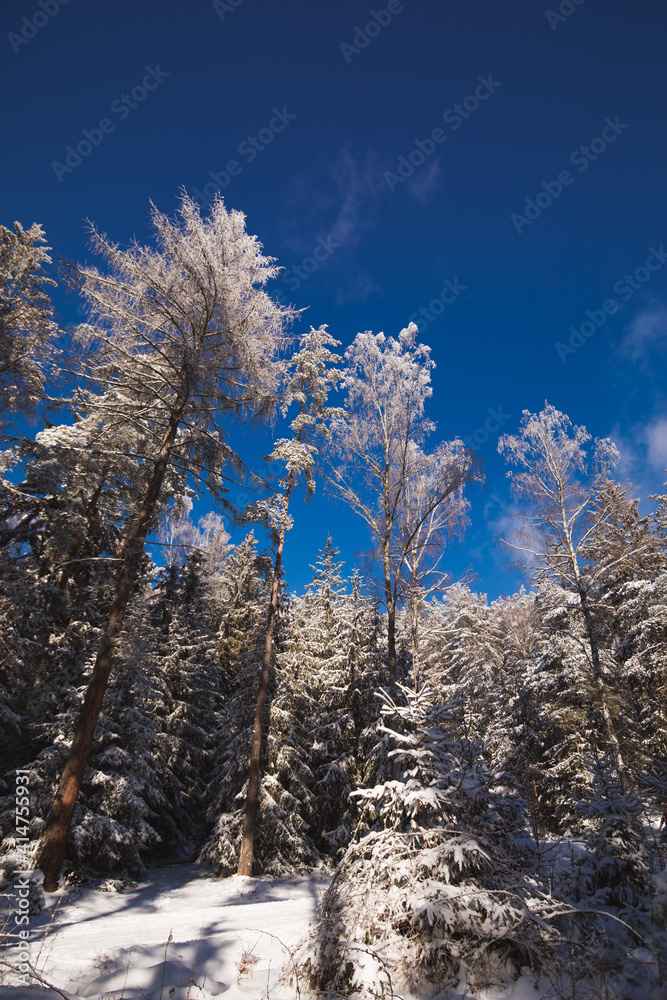 frozen winter wonderland of czech countryside covered in snow