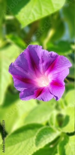 flor