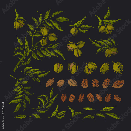 Pecan graphic set. Vector tree, texture raw nuts