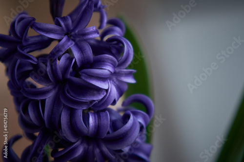 Fotografia Flor violeta lila color fondo abstracto