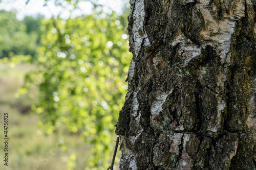 Birch trees with emerging foliage in summer time in lueneburger heide landscape