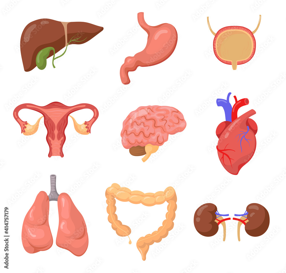 Human organ set. Heart, brain, lungs, liver, stomach, intestines, bladder,  kidneys, uterus and ovaries. Internal organs. Design element for medicine,  biology, education. Vector illustration. 15412193 Vector Art at Vecteezy