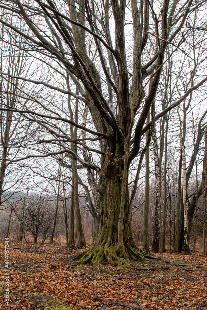 Fototapeta premium Hornbeam - autumn in the forest